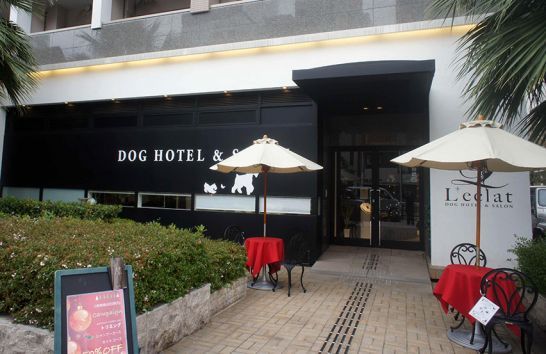 大阪府大阪市浪速区のペットホテル Dog Hotel & Salon L'eclat 【レクラ】のサムネイルのサムネイル1枚目