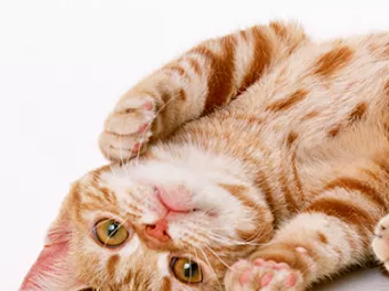 東京都北区のペットホテル まねきねこペットショップ　赤羽店のサムネイルのサムネイル2枚目