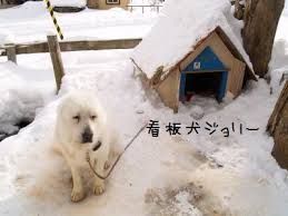 北海道札幌市中央区のペットホテル DogSalon CHÉRIEのサムネイルのサムネイル2枚目