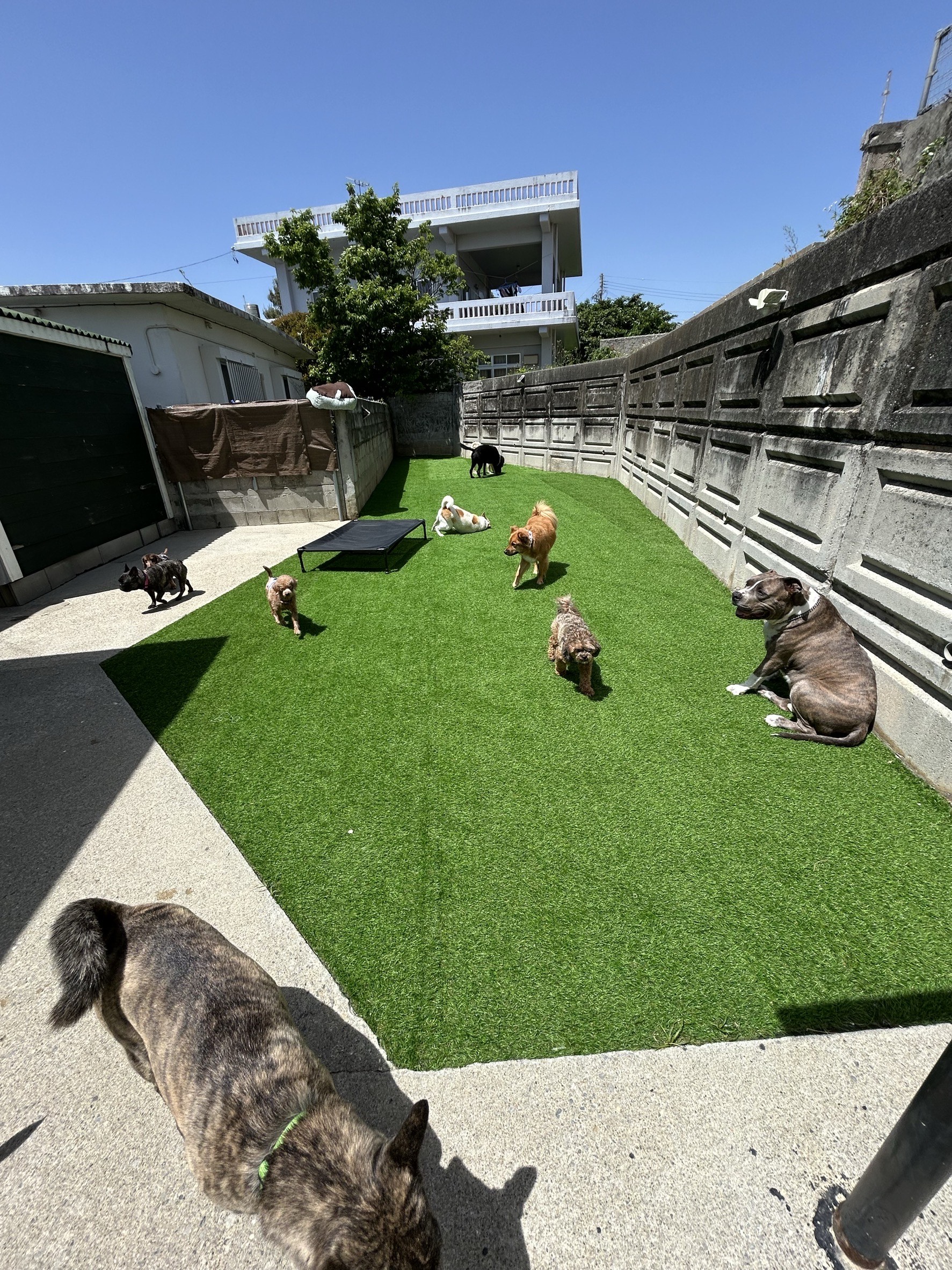 沖縄県嘉手納町のペットホテル Pet Care Service IVYの3枚目