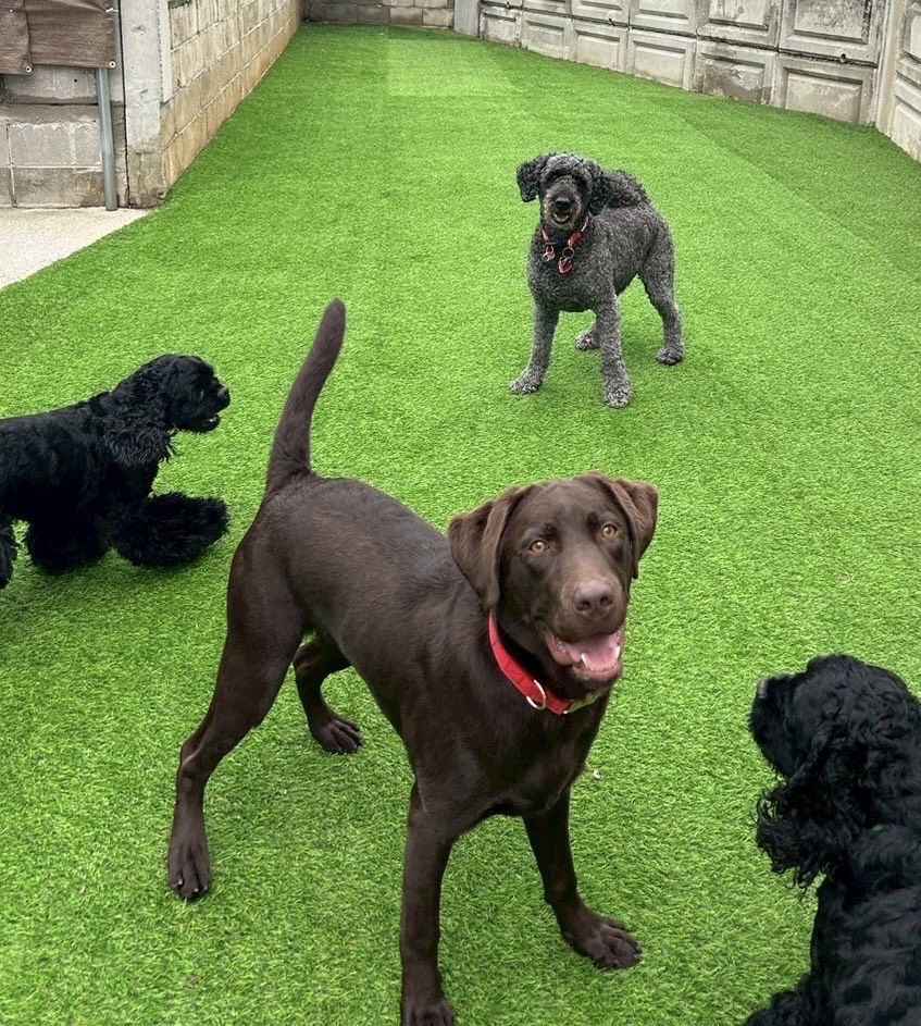 沖縄県嘉手納町のペットホテル Pet Care Service IVYのサムネイルのサムネイル1枚目
