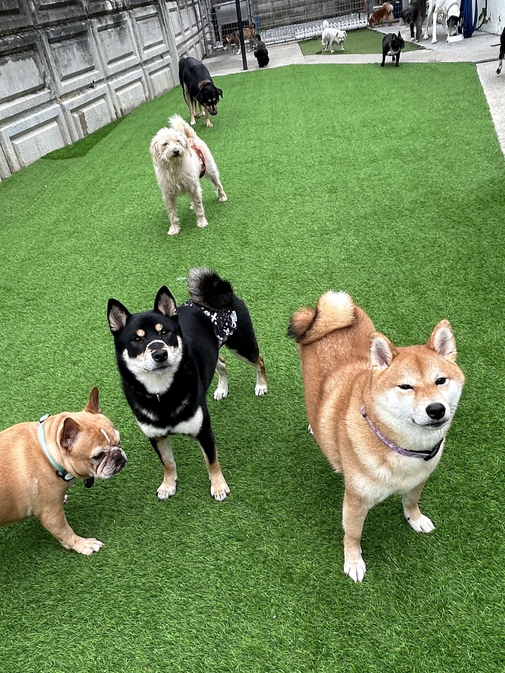 沖縄県嘉手納町のペットホテル Pet Care Service IVYのサムネイルのサムネイル2枚目
