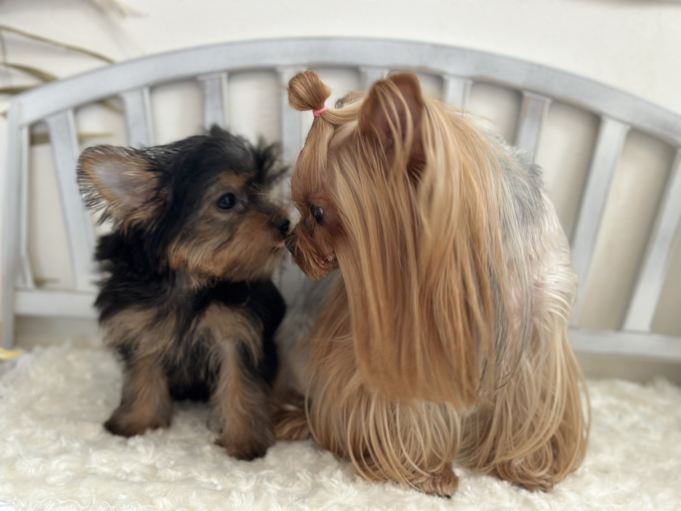 神奈川県綾瀬市のペットホテル ペットホテル&サロンinfinity dog'sのサムネイルのサムネイル1枚目