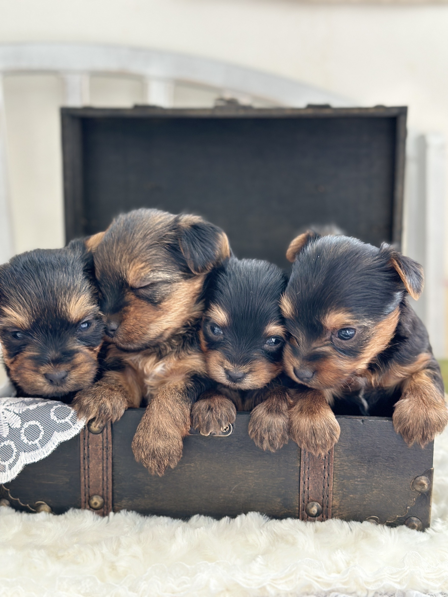 神奈川県綾瀬市のペットホテル ペットホテル&サロンinfinity dog'sの3枚目