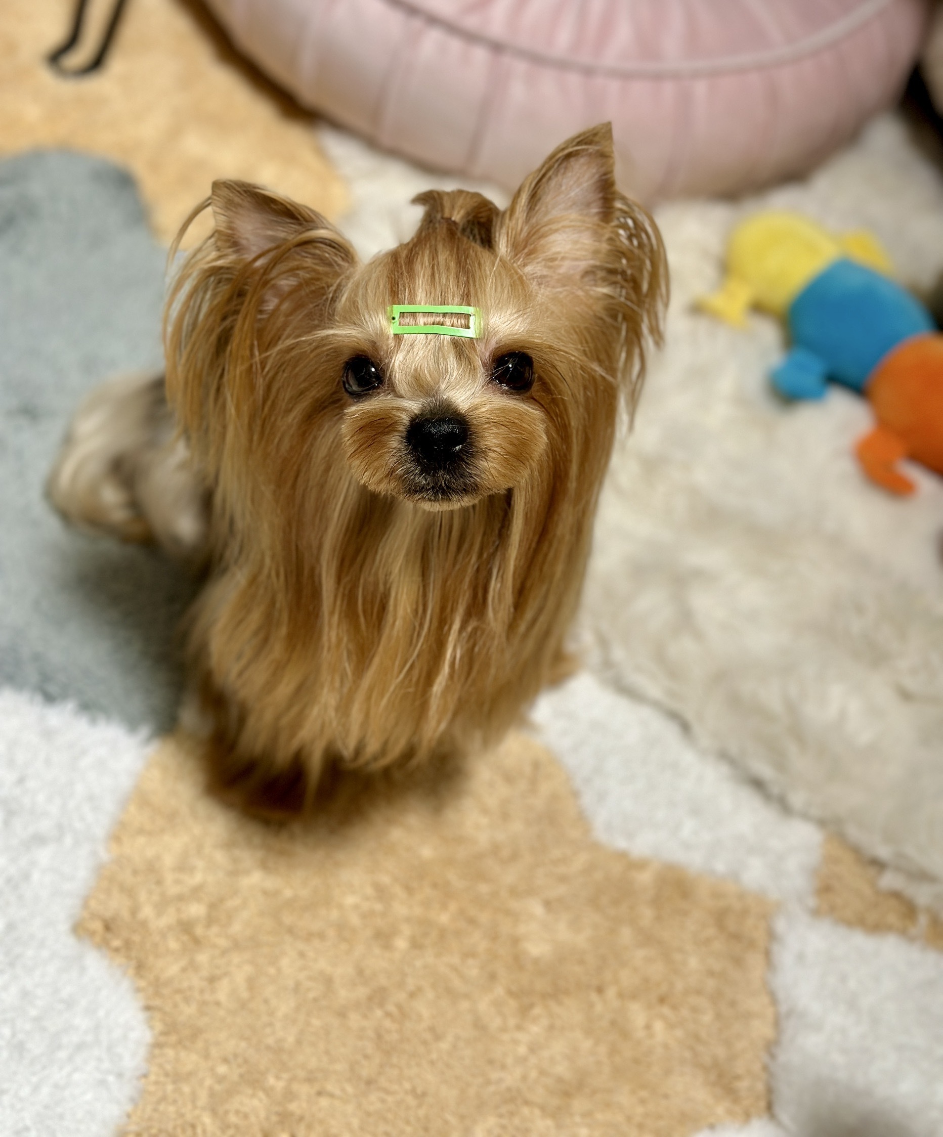 神奈川県綾瀬市のペットホテル ペットホテル&サロンinfinity dog'sのサムネイルのサムネイル2枚目