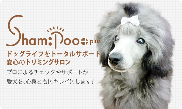 大阪府豊中市のペットホテル Dog Care Salon Sham:poo+の1枚目