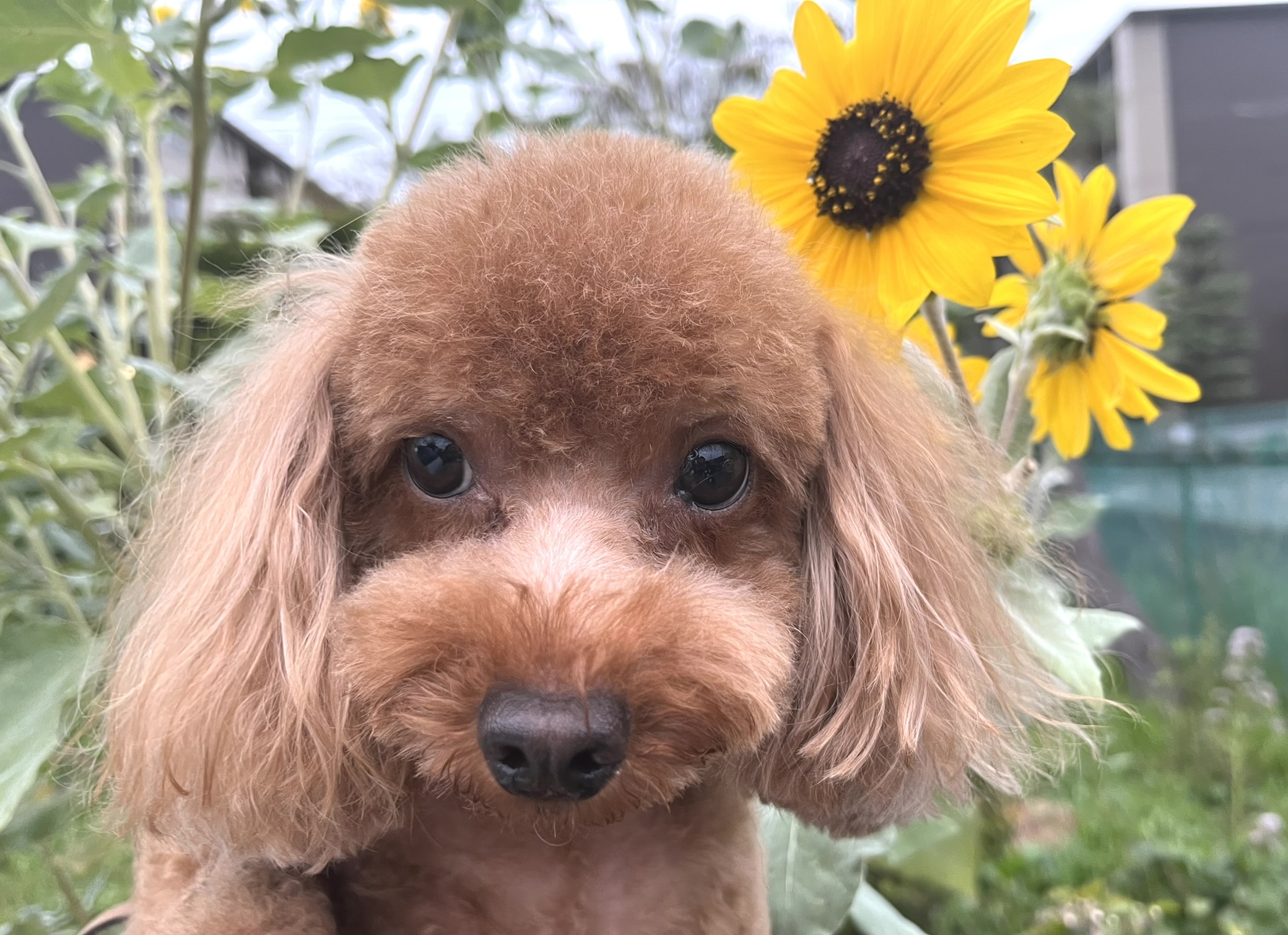 千葉県鎌ケ谷市のペットホテル 有限会社AHAPPYDOGLIFEのサムネイルのサムネイル2枚目