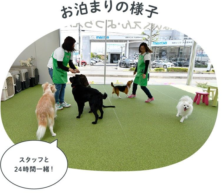 埼玉県さいたま市見沼区のペットホテル BASE Dog Training Schoolのサムネイルのサムネイル2枚目