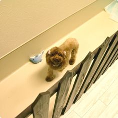 東京都新宿区のペットホテル Dog Salon & Hotel WITH　新宿本店の1枚目
