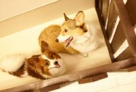 東京都新宿区のペットホテル Dog Salon & Hotel WITH　新宿本店の6枚目