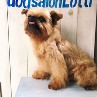 栃木県小山市のトリミングサロン dog salon lottiの2枚目