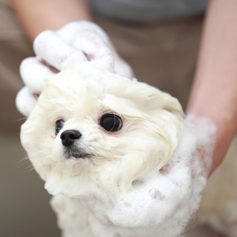 ペットサロン わんぴーす 3