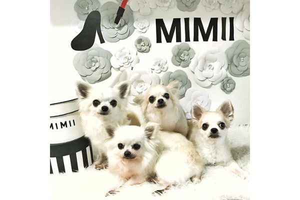 東京都港区のトリミングサロン Organic Salon Mimii For Pets 南青山の3枚目