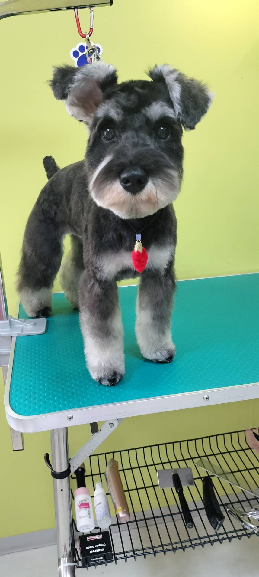 トリミング くっき～。 8