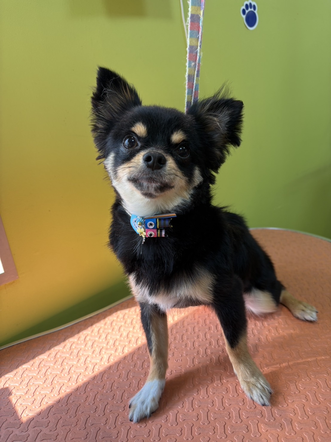 トリミング くっき～。 15