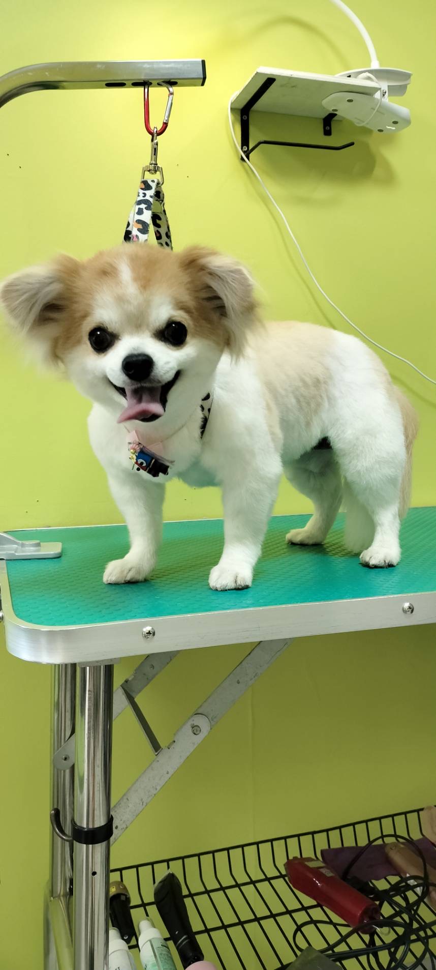 トリミング くっき～。 4