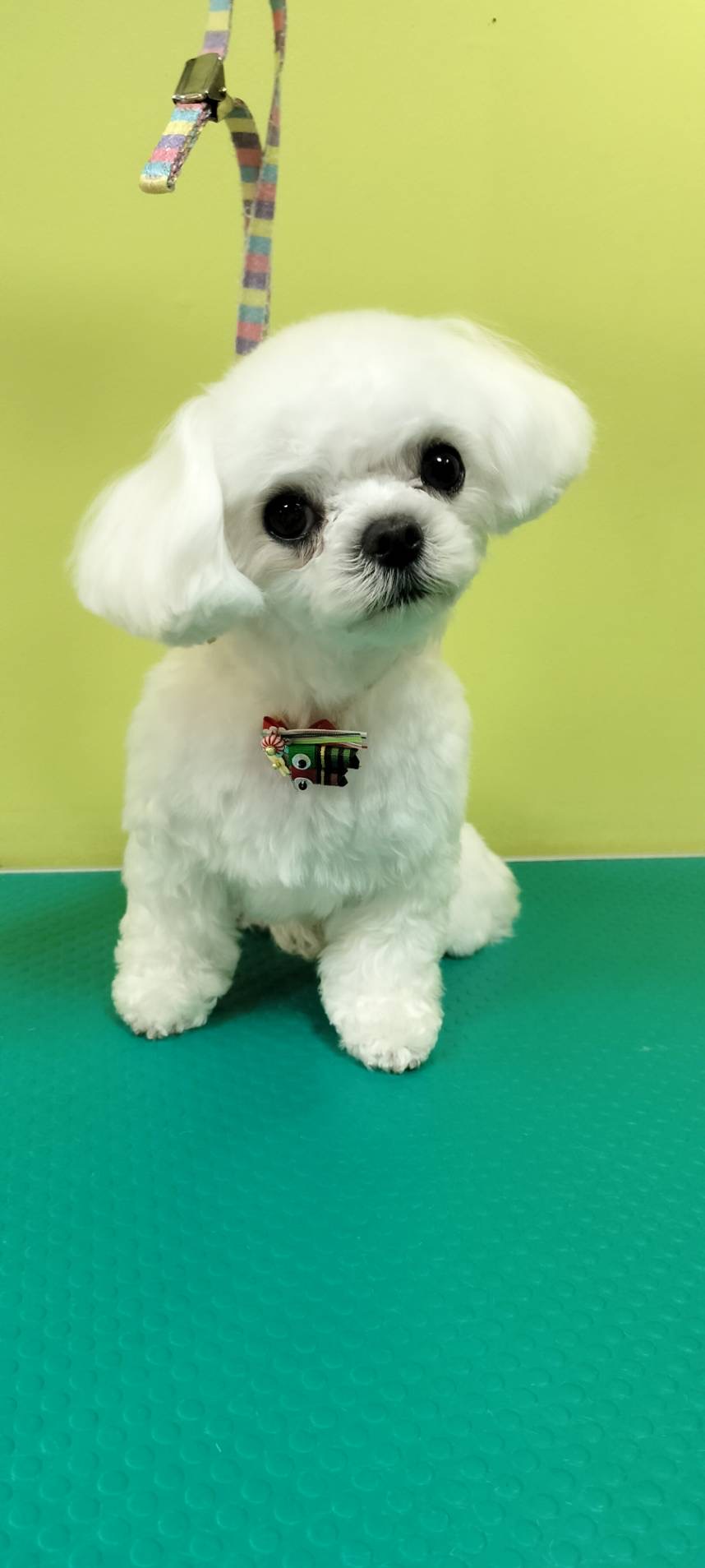 トリミング くっき～。 14