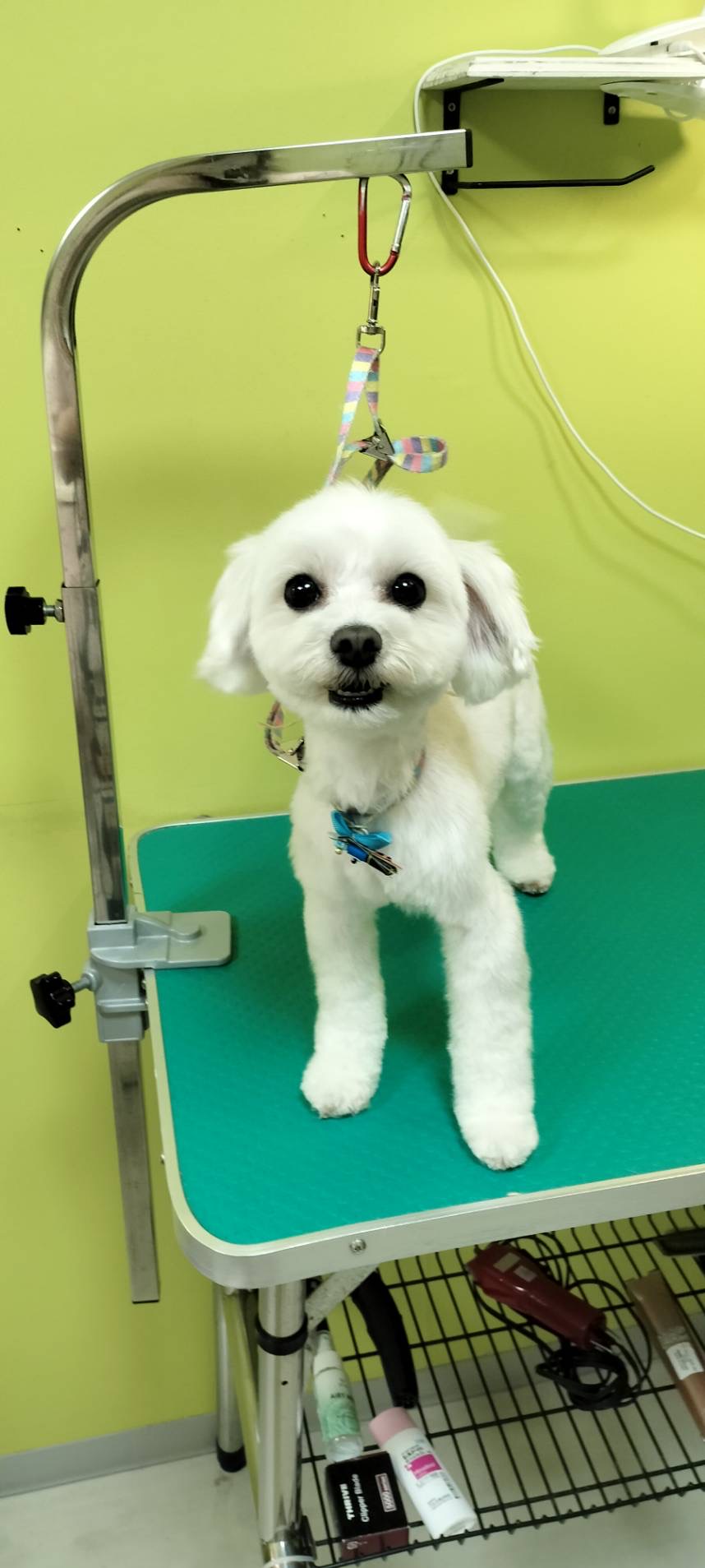 トリミング くっき～。 11