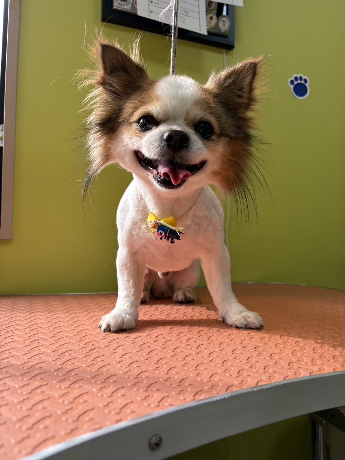 トリミング くっき～。 10