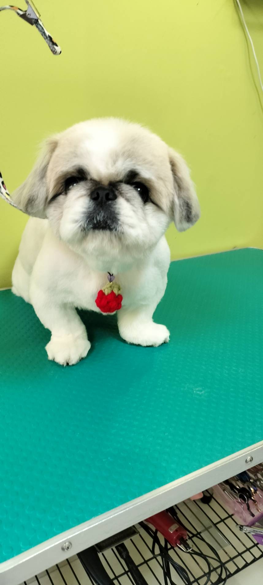 トリミング くっき～。 6