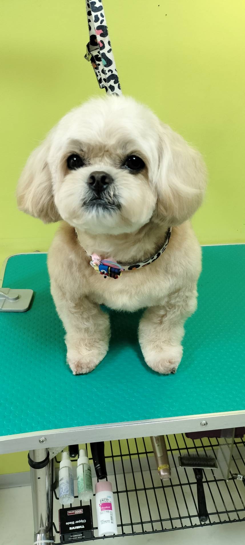 トリミング くっき～。 5