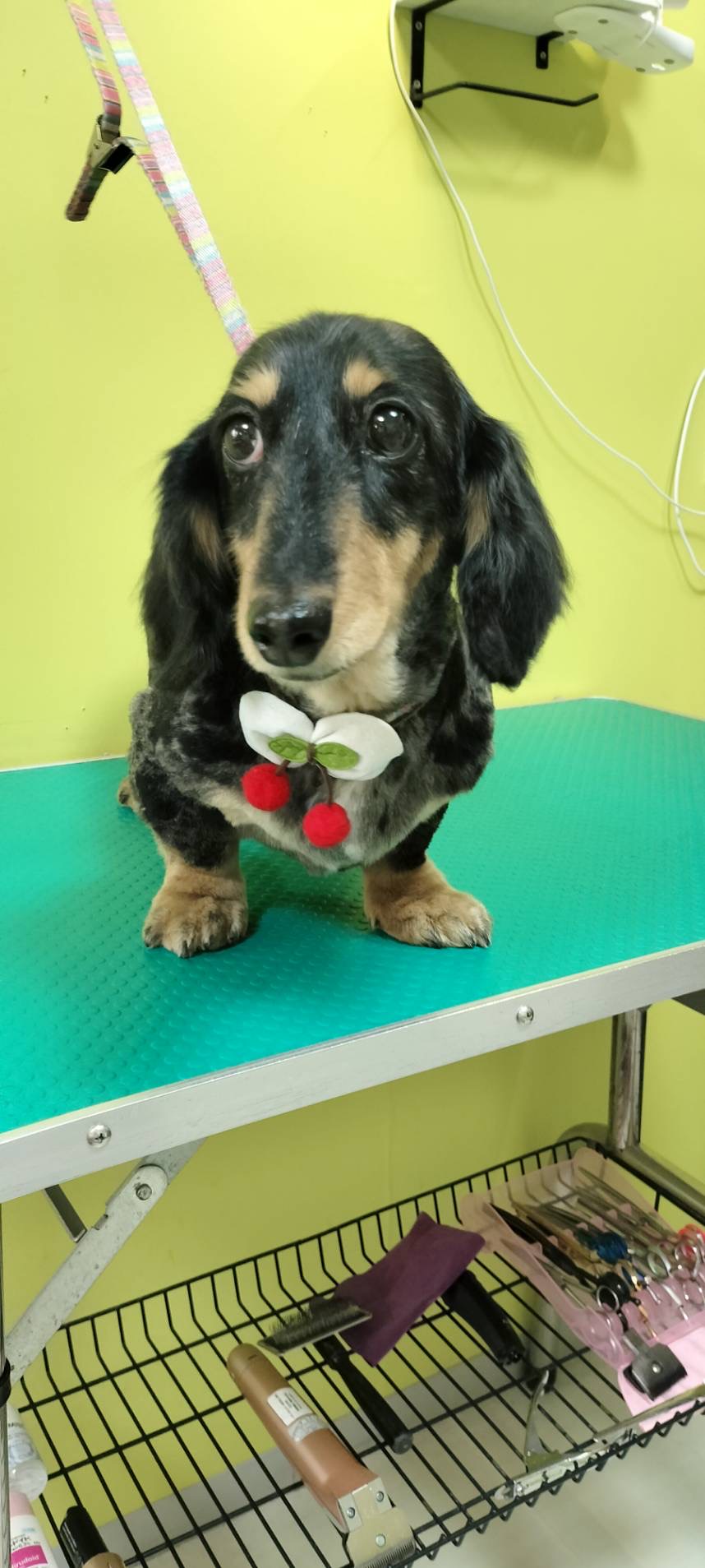 トリミング くっき～。 7