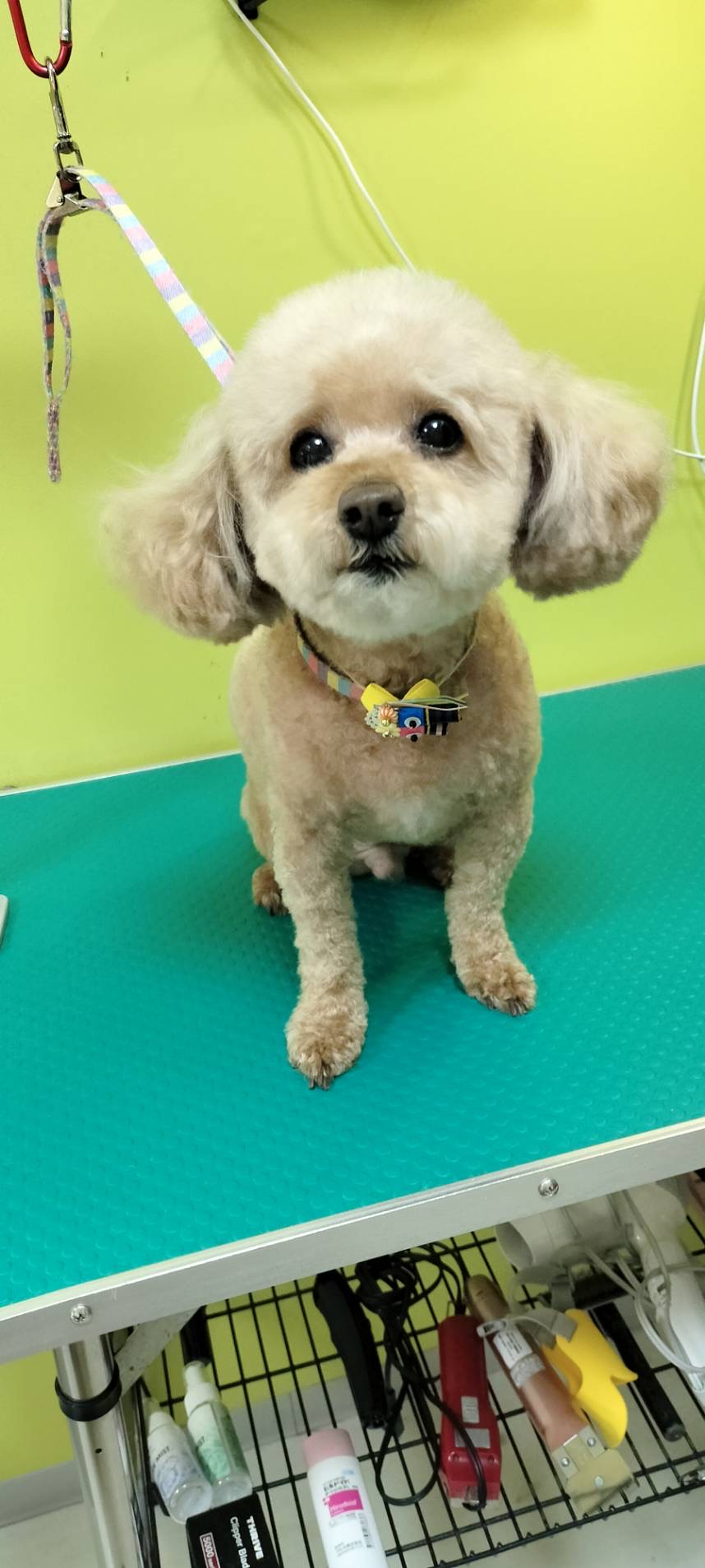 トリミング くっき～。 12