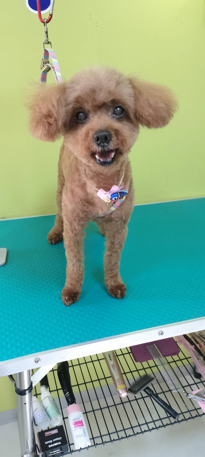 トリミング くっき～。 13