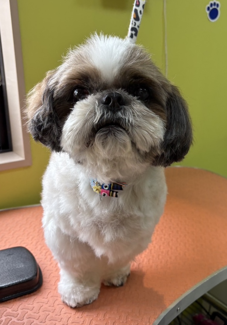 トリミング くっき～。 9