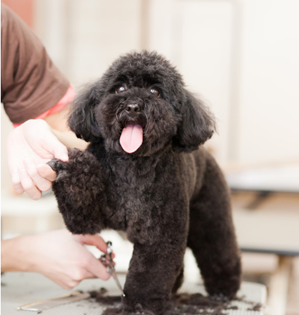 dogsalon Riku & Lavie 2