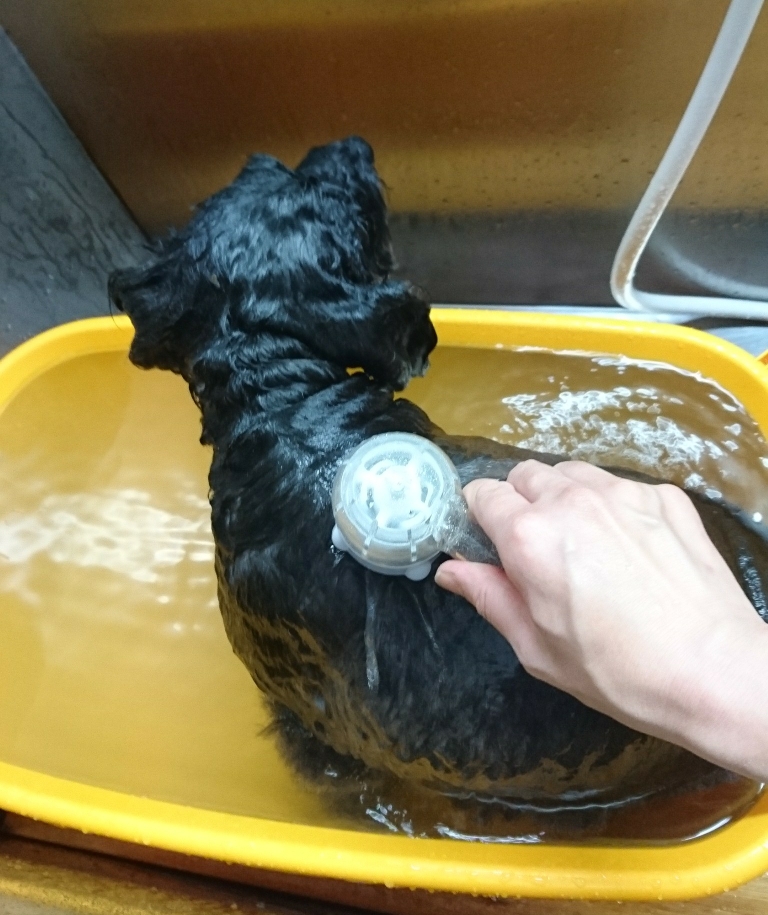 静岡県焼津市のトリミングサロン ペットの美容室 犬のしっぽの2枚目