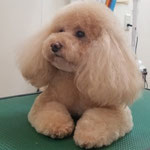 わんわん美容室　ゆあ 5