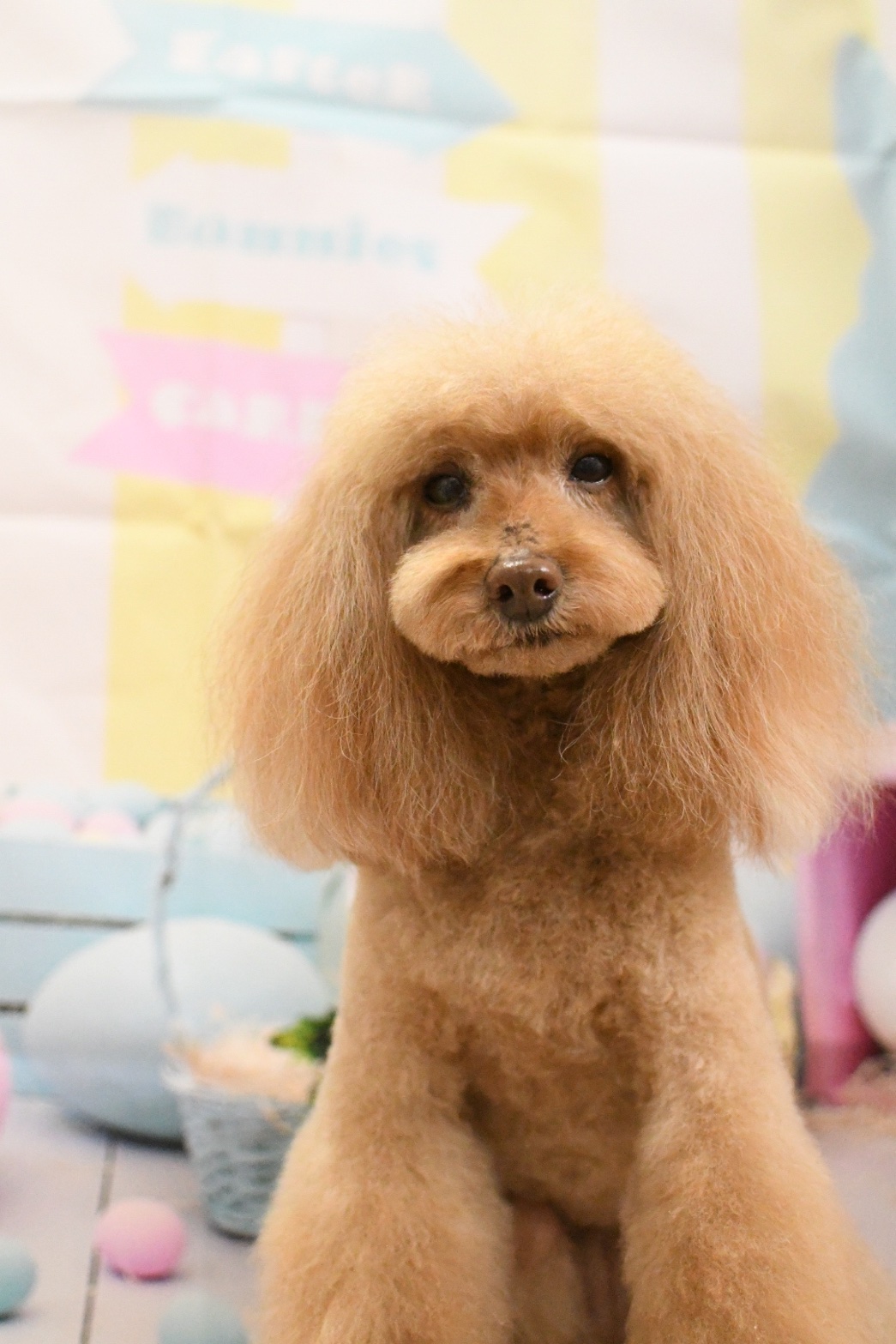 トリミングサロン トリミングハウス　OHANAのトリミングカット-9998の4枚目