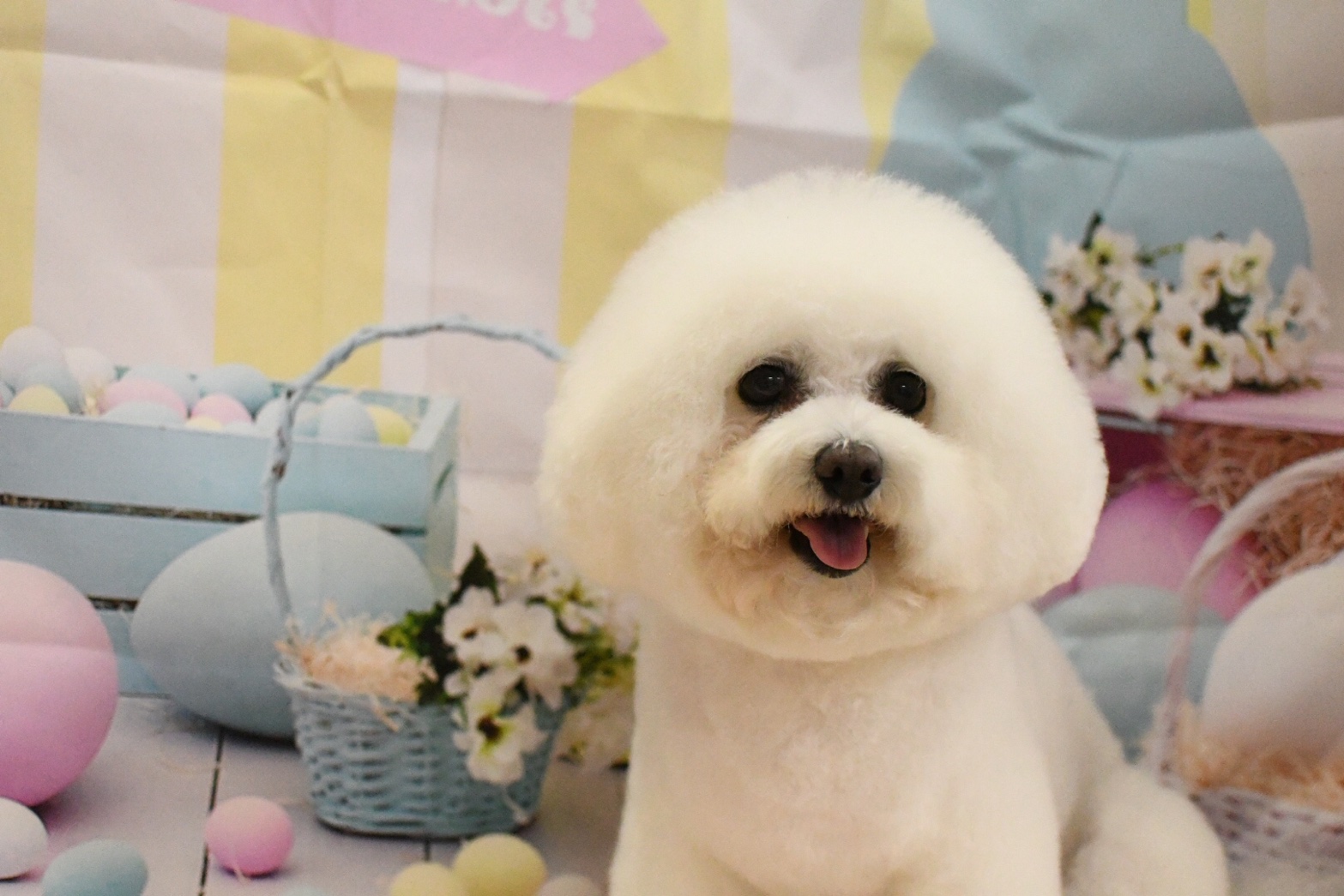 トリミングサロン トリミングハウス　OHANAのトリミングカット-10041の1枚目