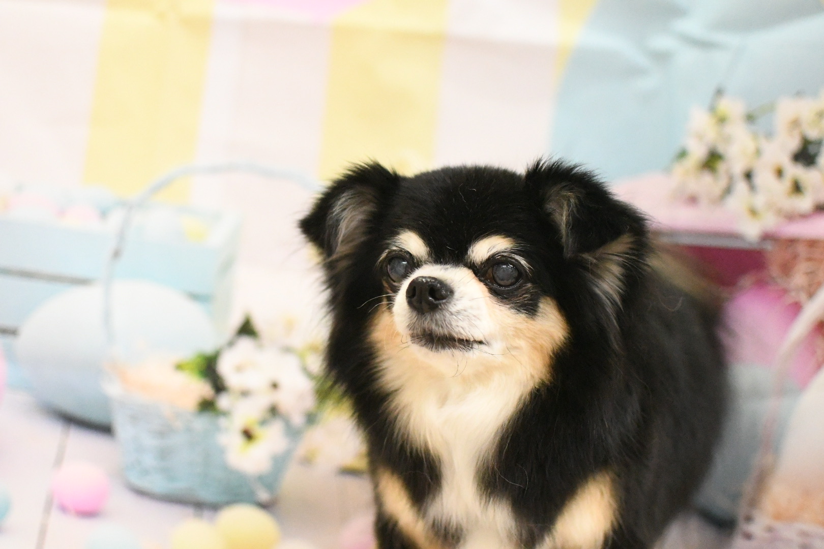 トリミングサロン トリミングハウス　OHANAのトリミングカット-10001の5枚目