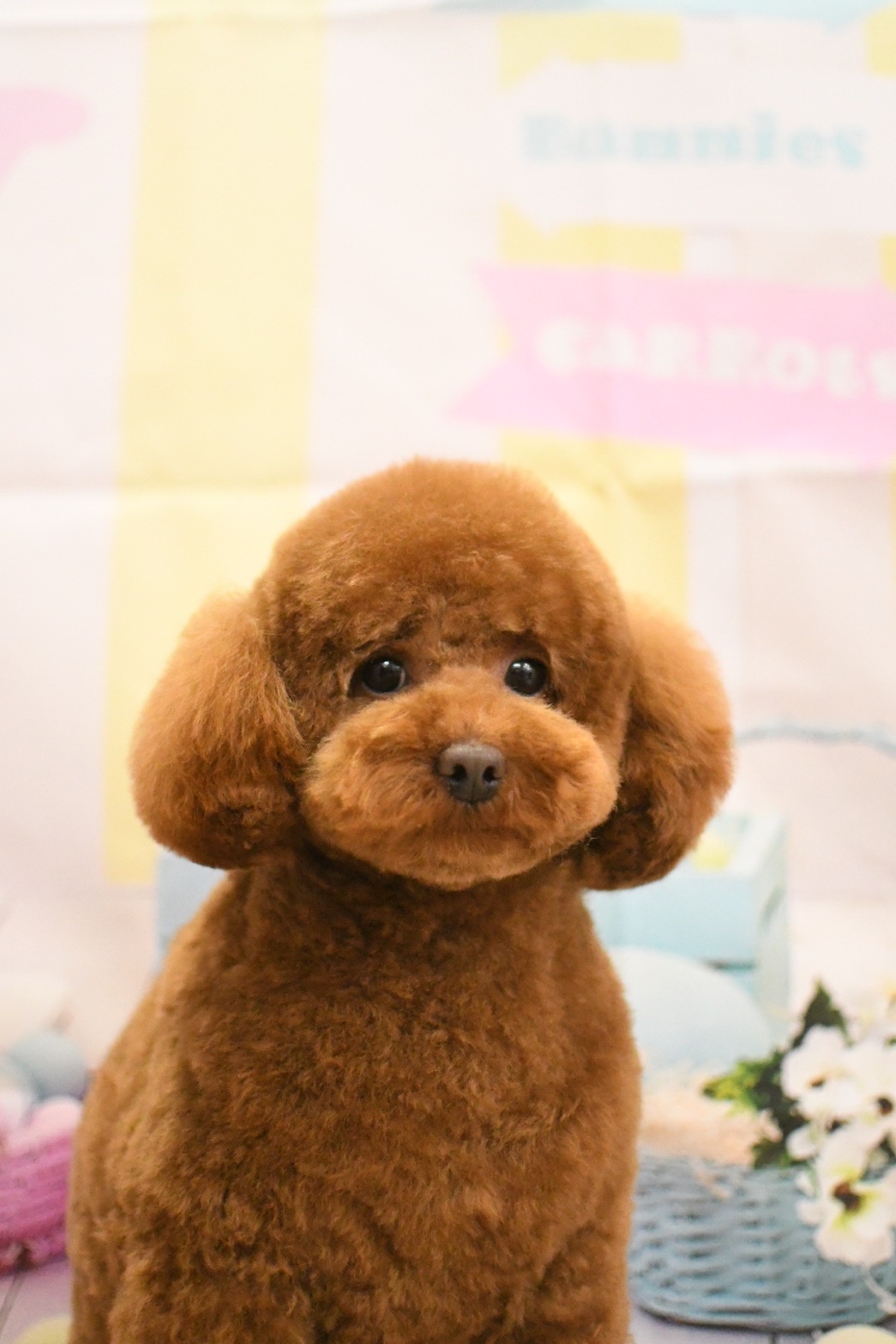 トリミングサロン トリミングハウス　OHANAのトリミングカット-9999の4枚目