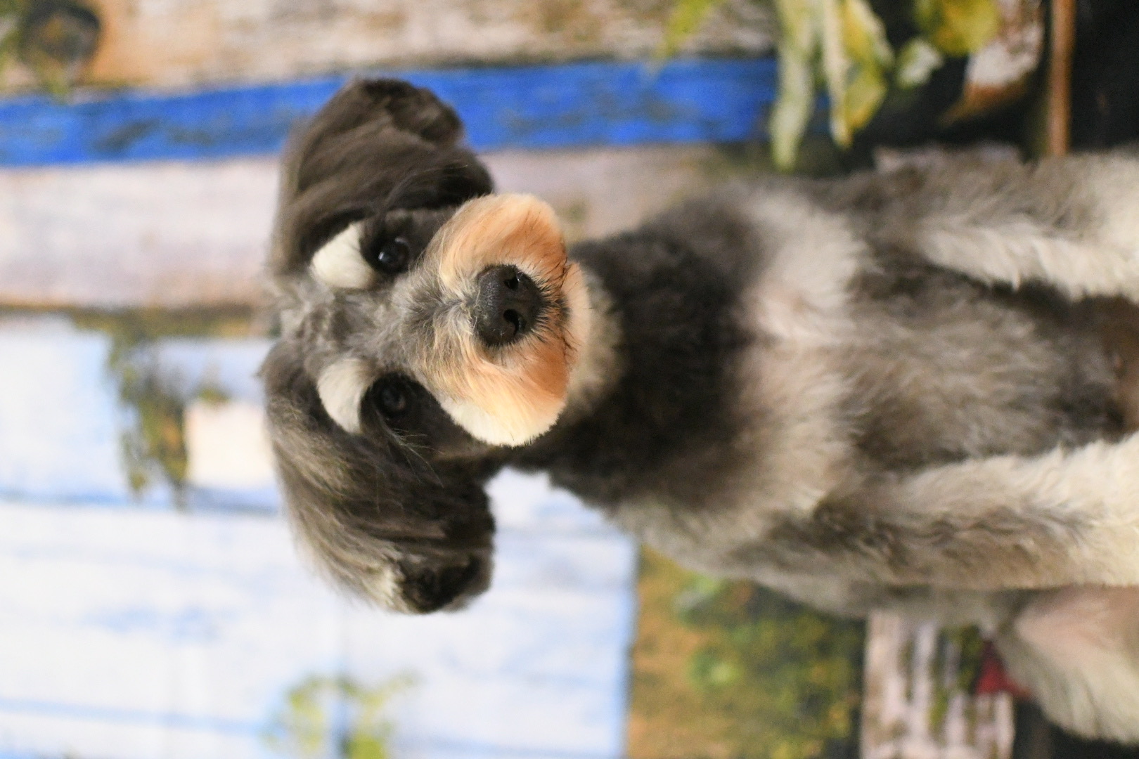トリミングサロン トリミングハウス　OHANAのトリミングカット-10000の2枚目