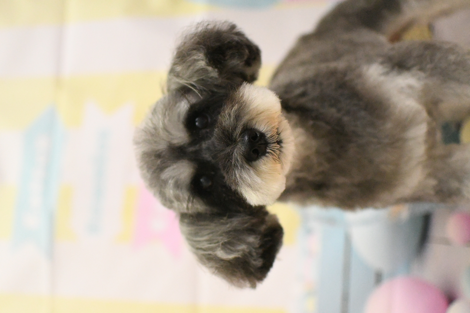 トリミングサロン トリミングハウス　OHANAのトリミングカット-10000の3枚目
