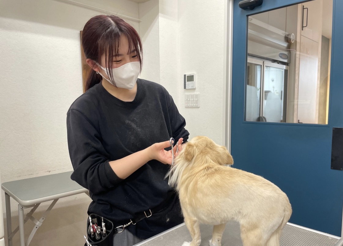 トリミングサロン トリミングハウス OHANAのトリマー Misaki Ogata