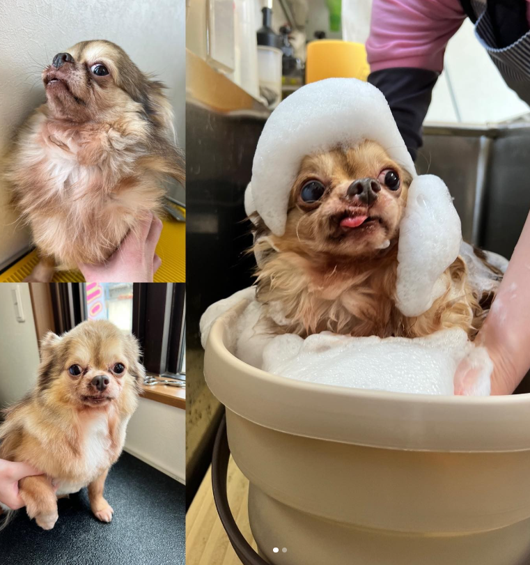 Dog Salon Twinkle