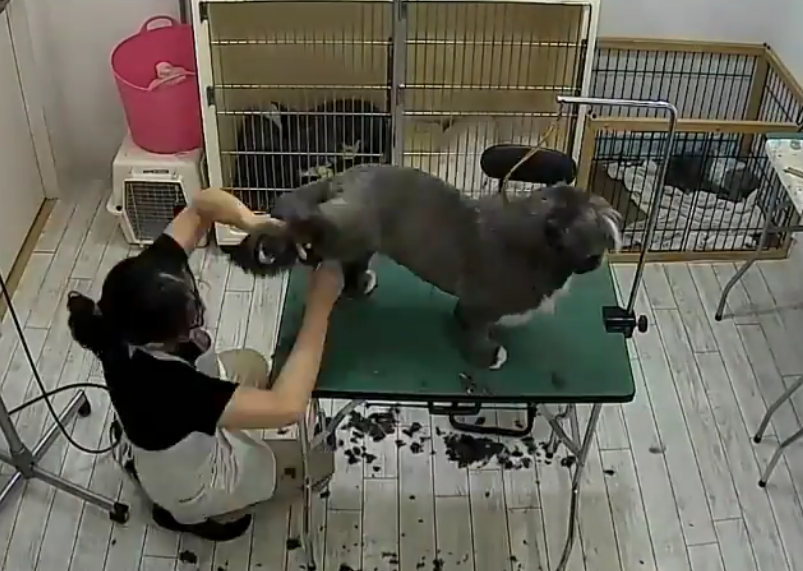 milk　DOG 4
