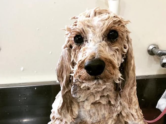 milk　DOG 3