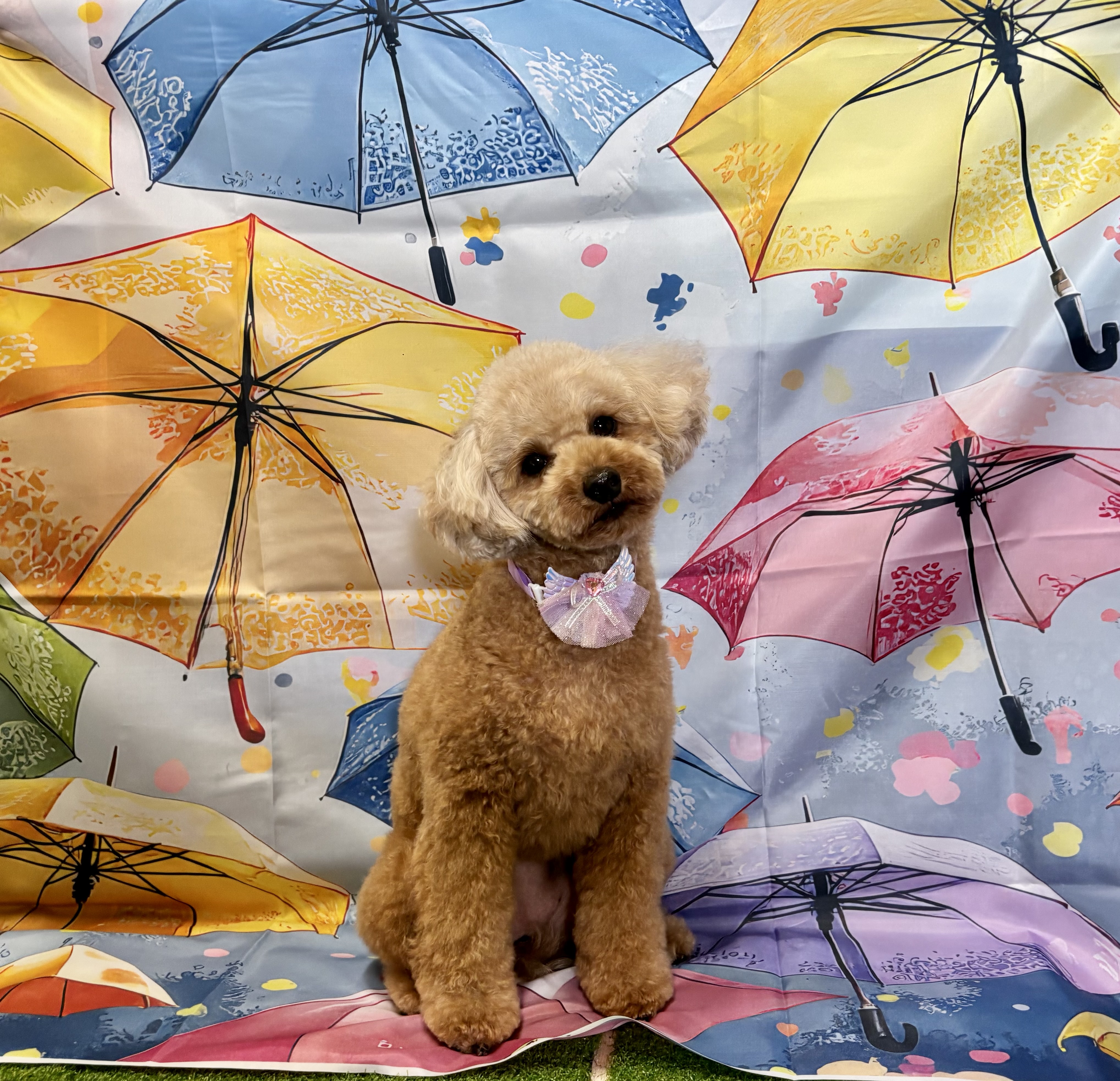 トリミングカット Dog salon PAOの2枚目