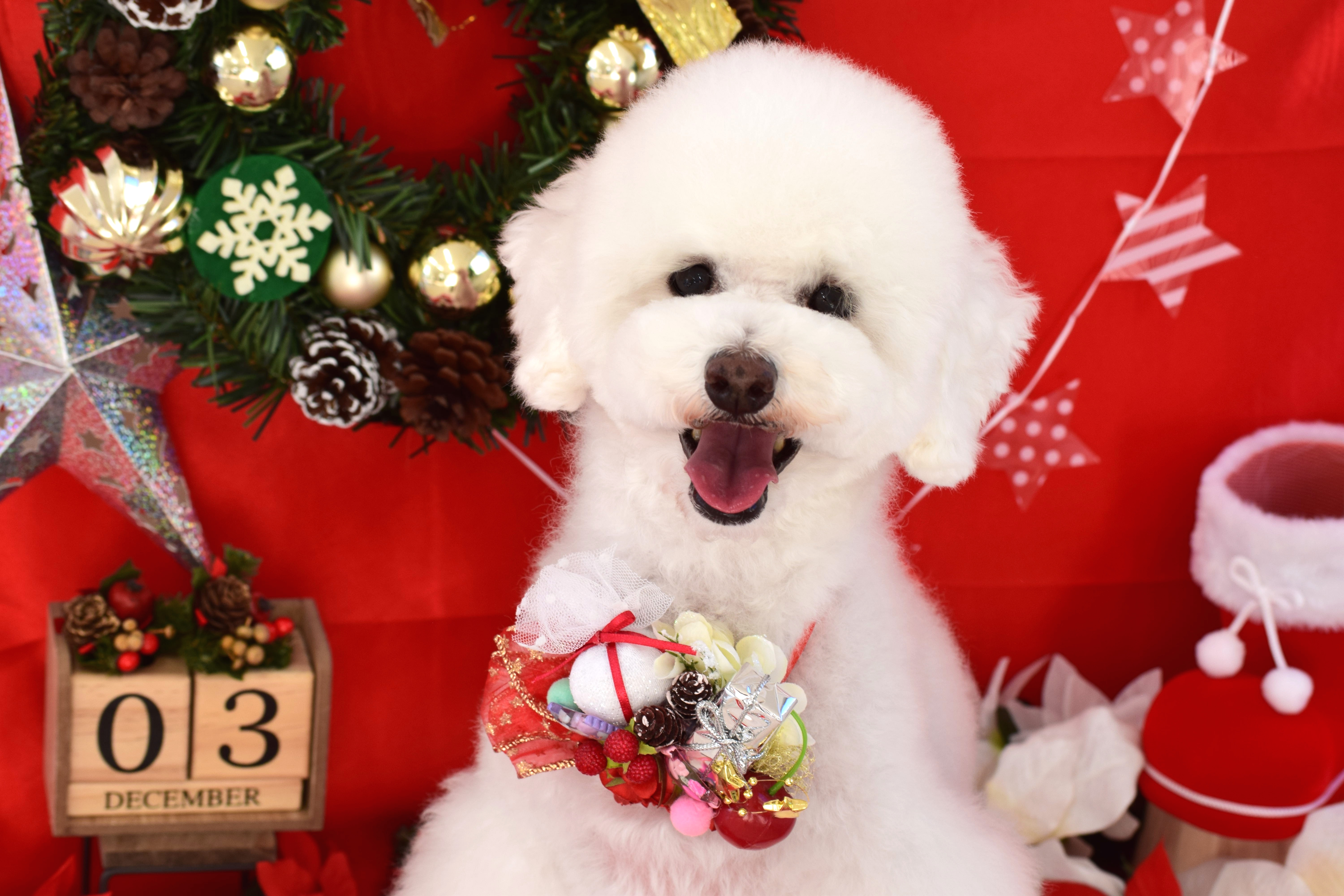 トリミングサロン Dog Salon Luciaからのお知らせ 2017-12-12