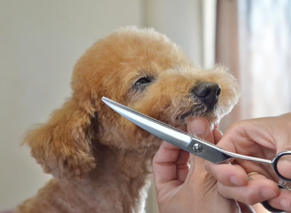 三重県伊勢市のトリミングサロン 犬の美容室BUZZの3枚目