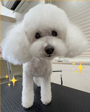 しふぉんのおうち 2
