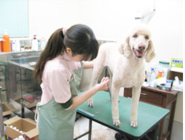 西尾どうぶつ病院 4