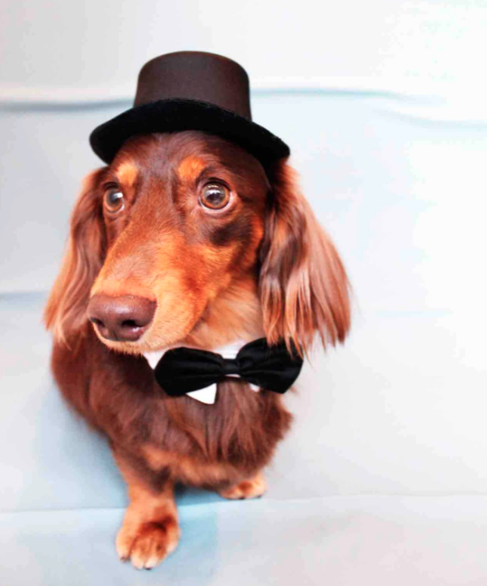 Dog Salon Little Dog 3