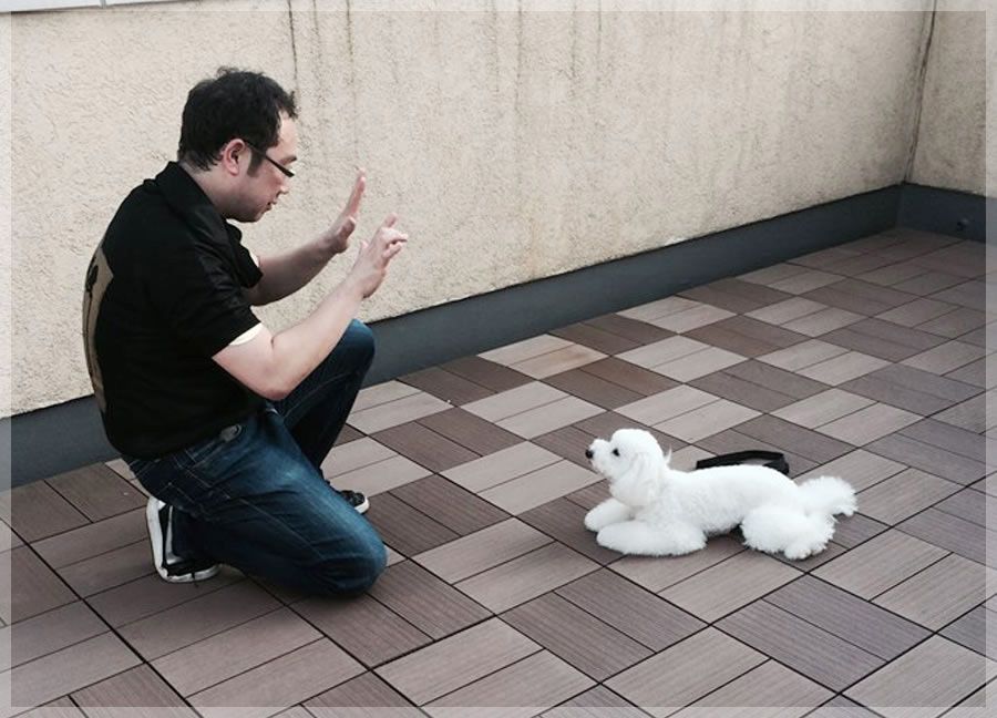 東京都港区のトリミングサロン Dogs Day Care Japanの4枚目
