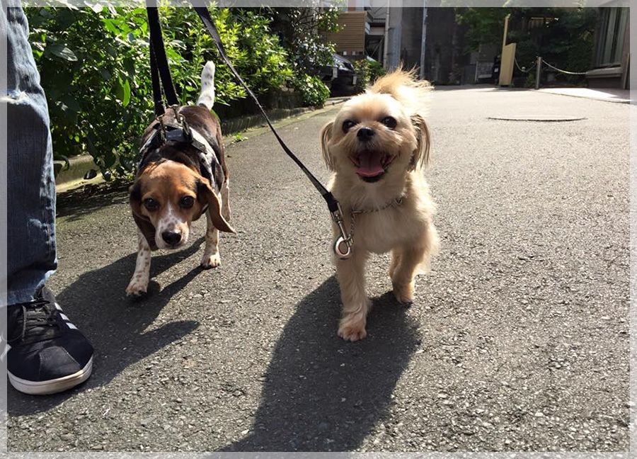 東京都港区のトリミングサロン Dogs Day Care Japanの3枚目